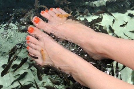 Fish Spa Nijmegen